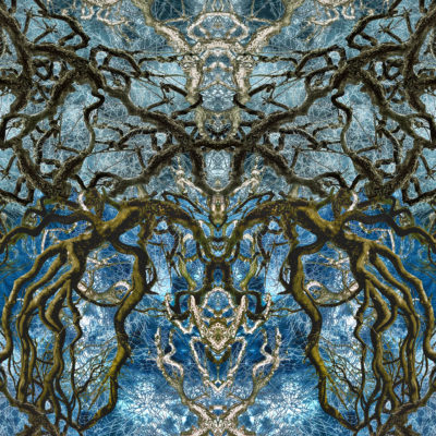 Suat Sensoy - Trees– Rorschach II